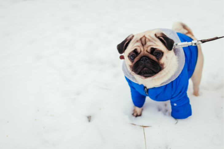 Why Dogs Gain Weight: Common Causes, Health Risks, and How to Prevent It