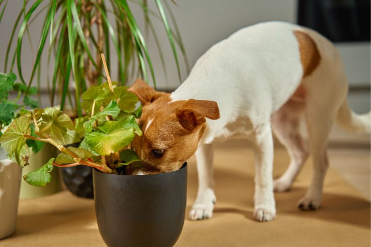 small white and tan dog sniffing into a potted plant
