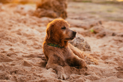 6 Summer Travel Tips For You And Your Dog