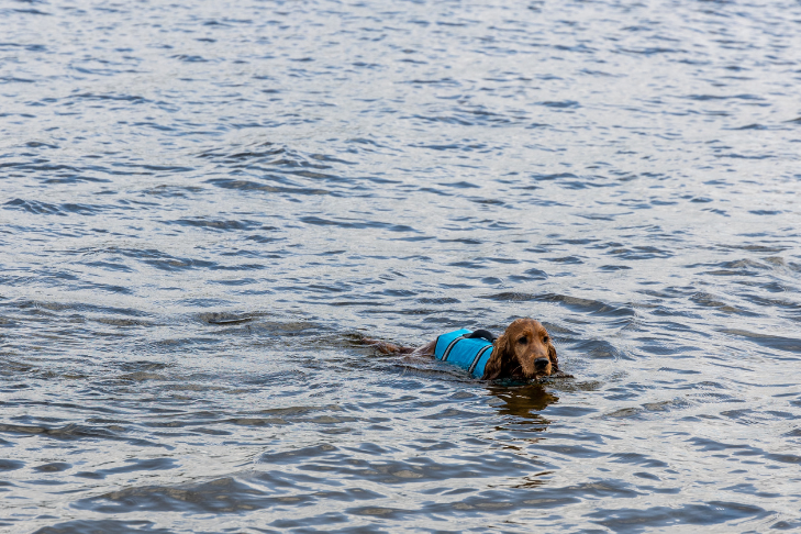 The Complete Guide to Dog Swimming: Pools, Rivers, Lakes, & Oceans