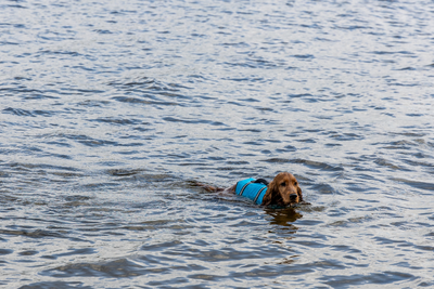 The Complete Guide to Dog Swimming: Pools, Rivers, Lakes, & Oceans