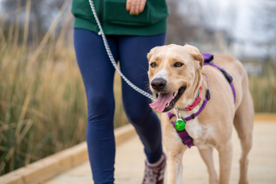 How to Support Your Dog's Joint Health Naturally