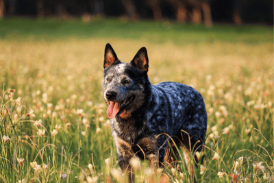 Dog Horoscopes: What to Expect in May 2023