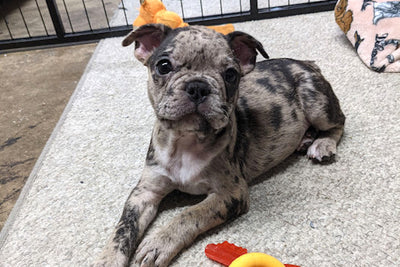 Real-Life Releaf: "My Puppy Used To Cry Non-Stop"