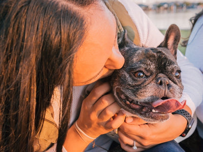 French Bulldog Life Expectancy and Common Health Issues