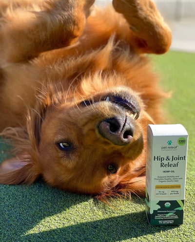 Golden Retriever Life Expectancy and Common Health Issues