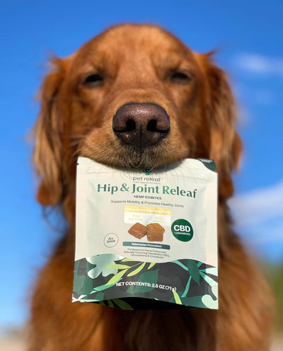 The Health Benefits of Glucosamine and Chondroitin for Dogs