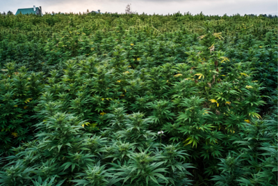 The History of Hemp: From Ancient Egypt to Modern Day
