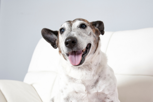 how long cbd lasts in a dog system