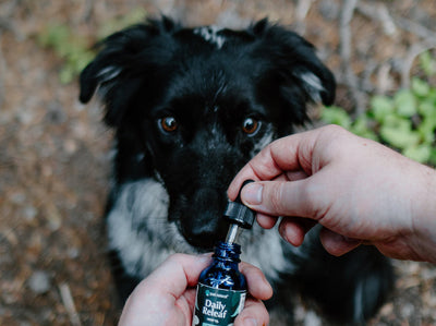 How Long Does It Take for CBD to Work in Dogs?