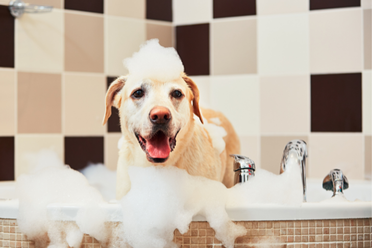how often should you bathe your dog