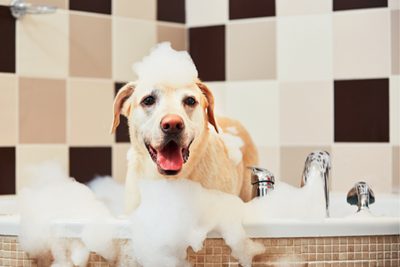 How Often Should You Bathe Your Dog?