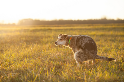 What Goes In Must Come Out: How Pet Waste Affects the Environment