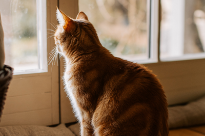 How Long Can Cats Be Left Alone?