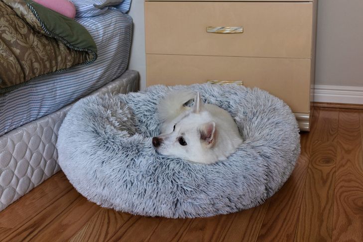White dog laying in a round, gray bed