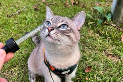 How to Give a Cat CBD