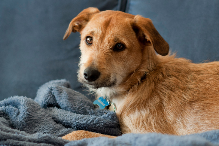 keep dog calm during basketball watch party