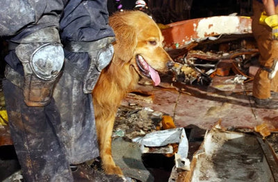 Inspiring 9/11 Dogs: Remembering Our Four-Legged Heroes