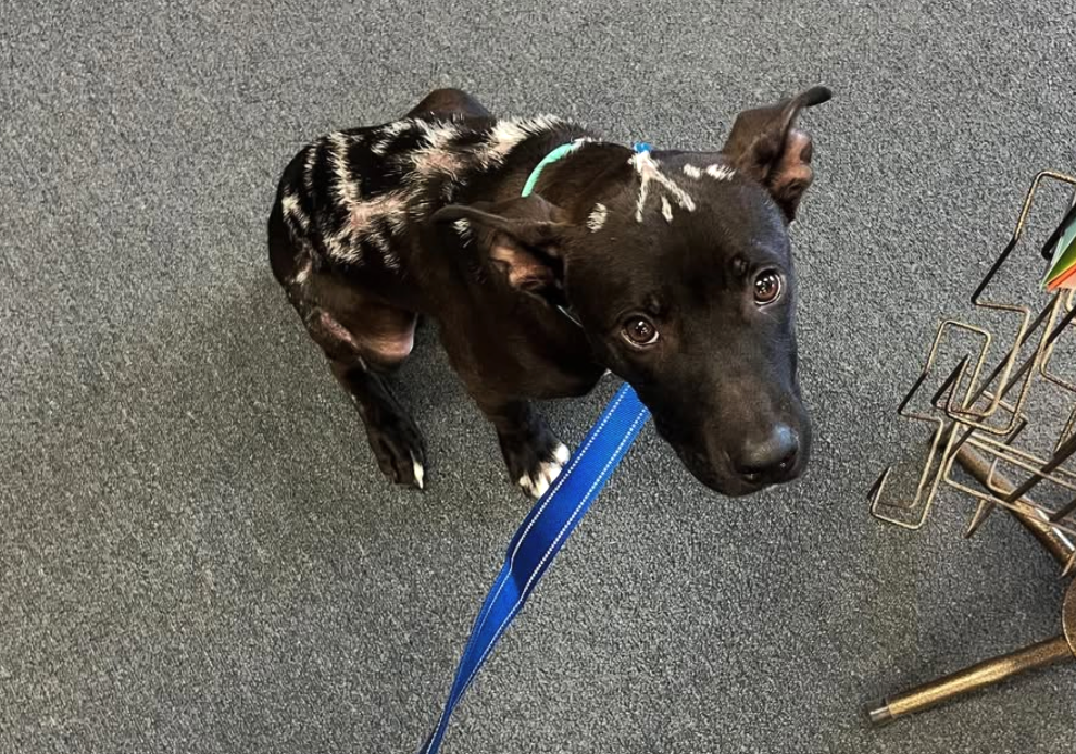 Kodiak’s Journey: A Puppy’s Road to Healing From Chemical Burns