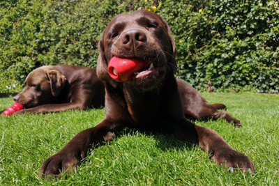 4 Easy DIY Kong Recipes for Dogs with Whole Food Ingredients