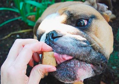 Dog Calming Chews and Supplements