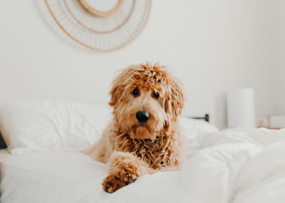 5 Ways to Help Your Dog Relax