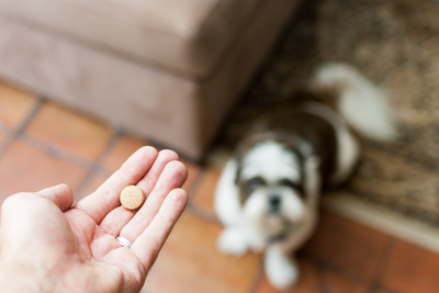 A Guide to Common Medications for Dogs