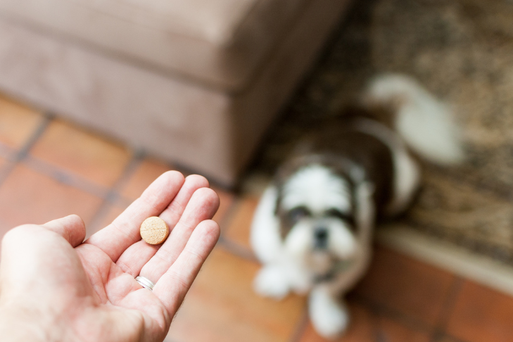 A Guide to Common Medications for Dogs