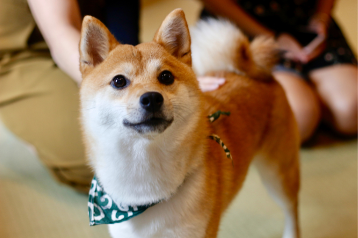 How Much CBD Should Medium Dogs Get?