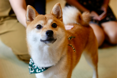 How Much CBD Should Medium Dogs Get?