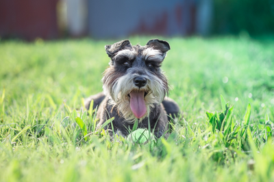 Miniature Schnauzer Lifespan and Common Health Problems