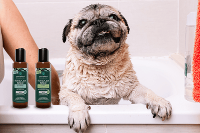 Now Available: Pet Releaf's Travel-Size CBD Shampoos for On-the-Go Pet Care