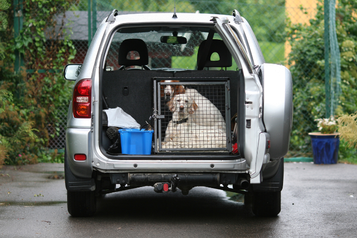 Emergency Evacuation Checklist for Pet Parents
