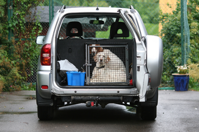 Emergency Evacuation Checklist for Pet Parents