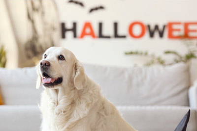 8 Ways to Prep Your Home for a Pet-Safe Halloween