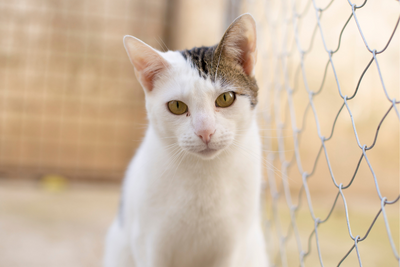 How to Prepare For Your New Rescue Cat