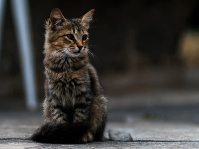 Cat Gut Health: How to Support a Healthy Gut and Digestion in Cats