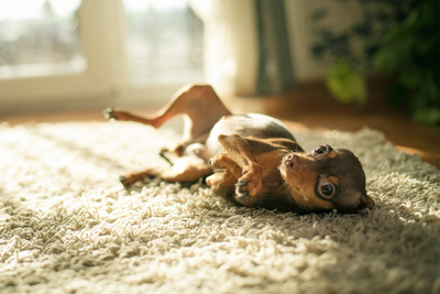 How Much CBD Should XS &amp; Extra Small Dogs Get?