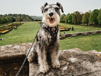 Antioxidants for Pets: Are There Antioxidants in Pet CBD?