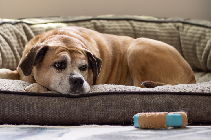 How to Improve Joint Stiffness in Dogs: Causes, Care, and Support