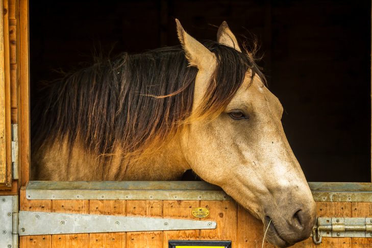 signs of a stressed horse