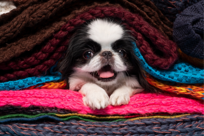How Much CBD Should Small Dogs Get?