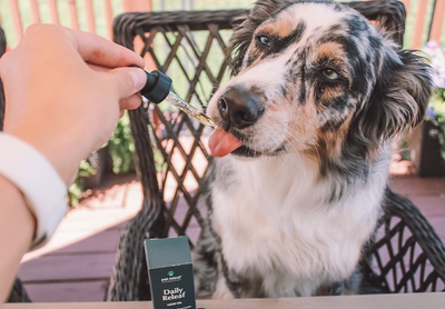 How to Administer Pet Releaf CBD Hemp Oil Products
