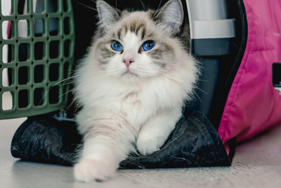 How to Travel with a Cat: A Guide to a Stress-Free Journey