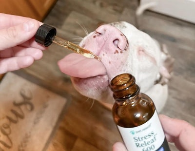 Is Pet CBD Legal?