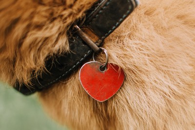 The Importance of National Pet ID Week