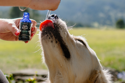 4 Ways to Administer CBD Hemp Oil to Your Picky Pet