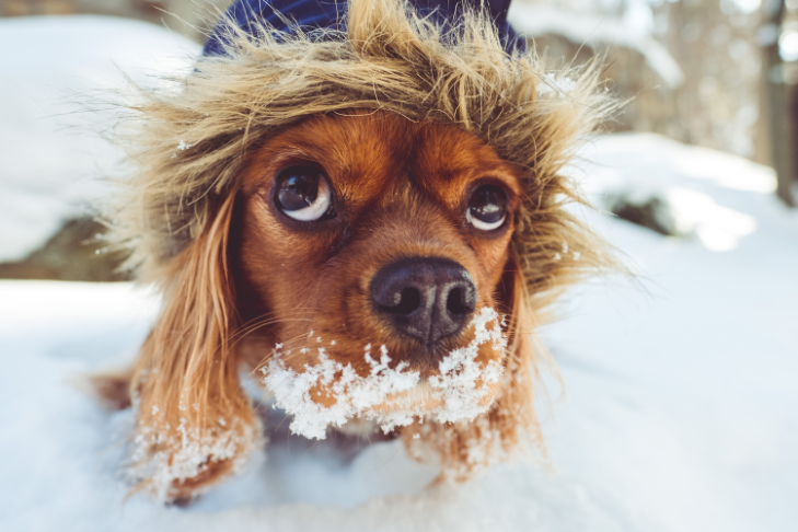 dog wearing clothes in winter snow