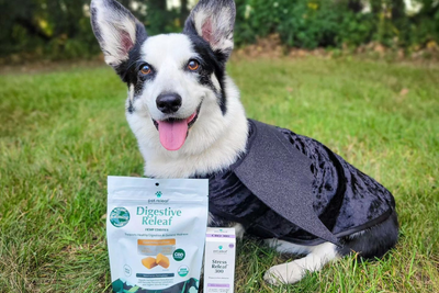 Safely Dressing Your Pet in a Halloween Costume