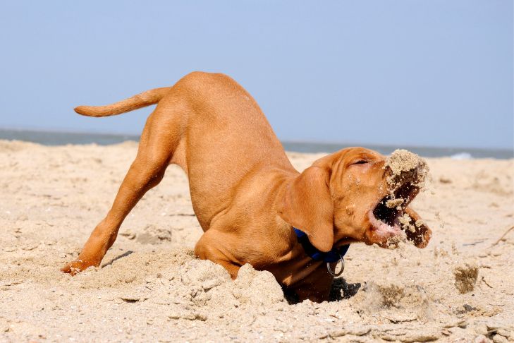 Vizsla puppy playing and eating sand at the beach